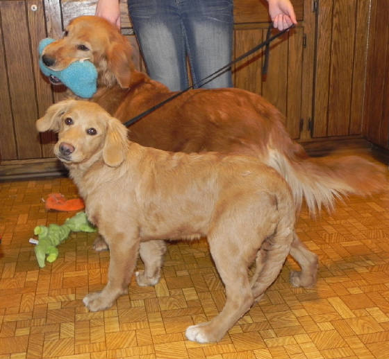 Miniature Golden Retrievers