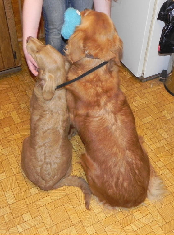 full sized golden retrievers