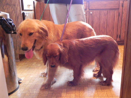 full sized golden retrievers